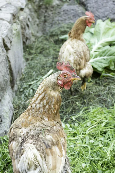 Galline nel frutteto — Foto Stock