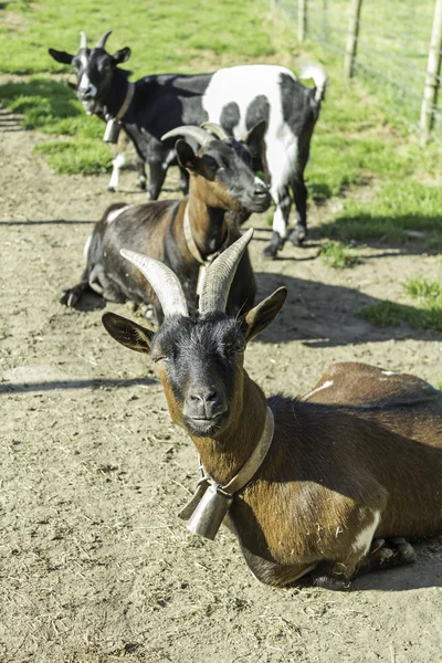 Mountain goat — Stock Photo, Image