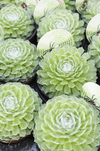 Cactus web