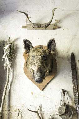 Head of boar clipart