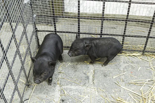 Small pigs cage — Stock Photo, Image