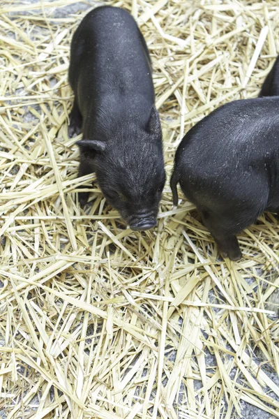 Varkensvlees pups — Stockfoto