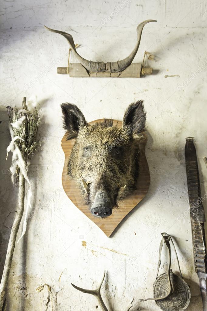 Head of boar