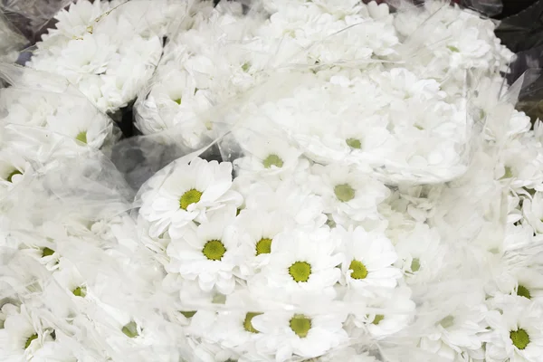 White daisies — Stock Photo, Image