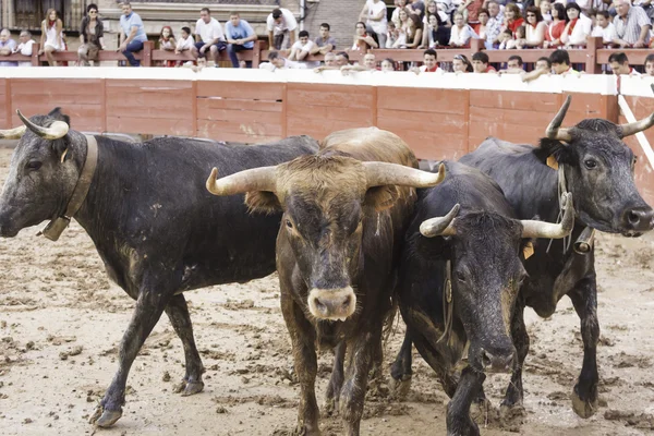 Bulls em confinamento — Fotografia de Stock