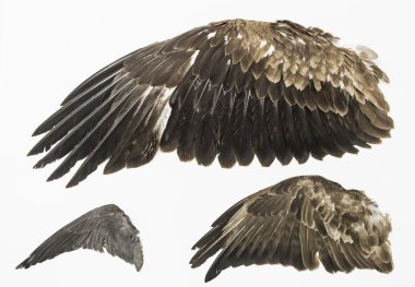 Wings of Eagles clipart