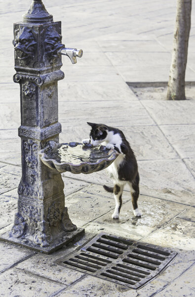 Cat drinking water