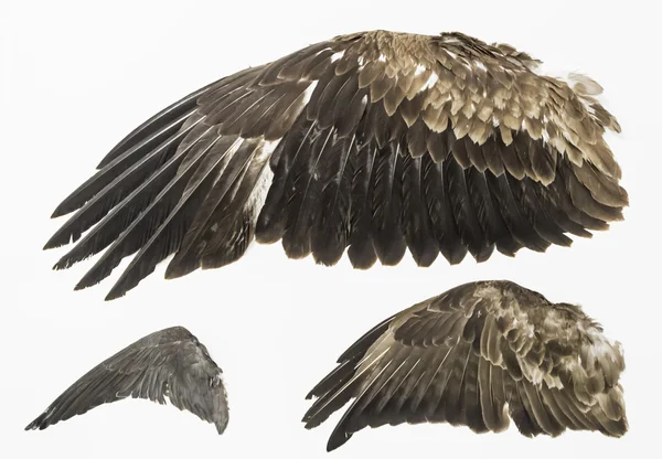 Kartal kanatları