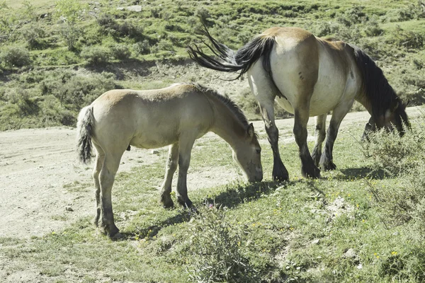 Caballo y Pony gratis — Foto de Stock