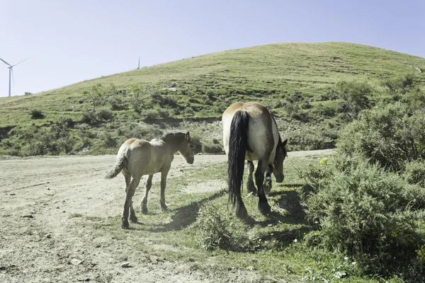 Koń dziki i źrebię — Zdjęcie stockowe