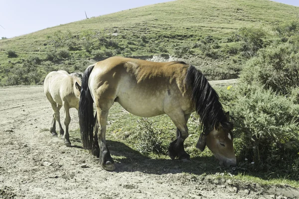 Koně s hříbě — Stock fotografie