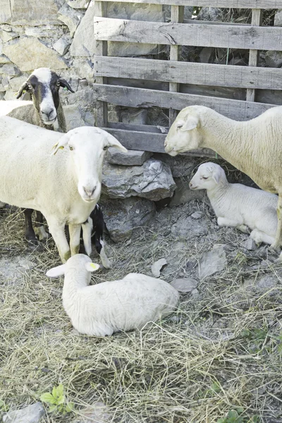 Schaf mit Lamm — Stockfoto