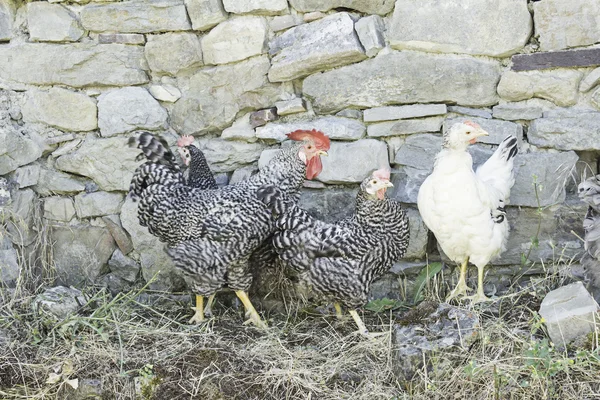 Hennen und Hähne — Stockfoto