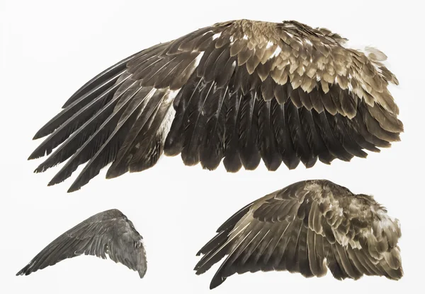 Křídla orla Royalty Free Stock Obrázky