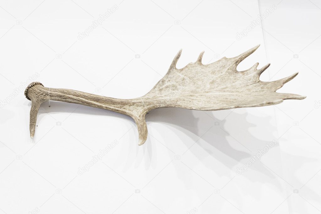 Elk horn
