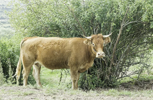 Kráva v stromu — Stock fotografie