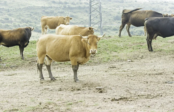 在农场的牛 — 图库照片