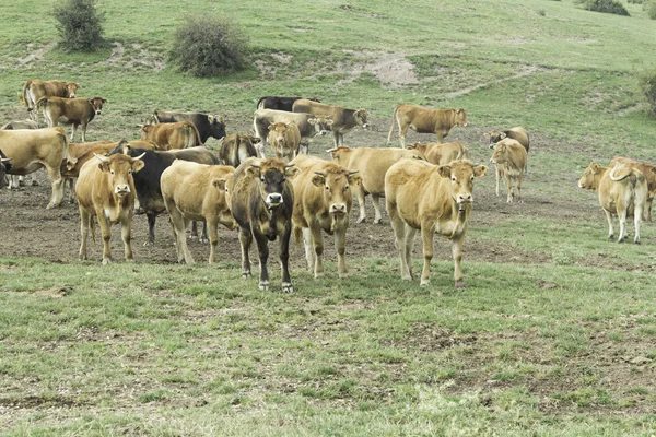 Cow Pasture — Stock Photo, Image