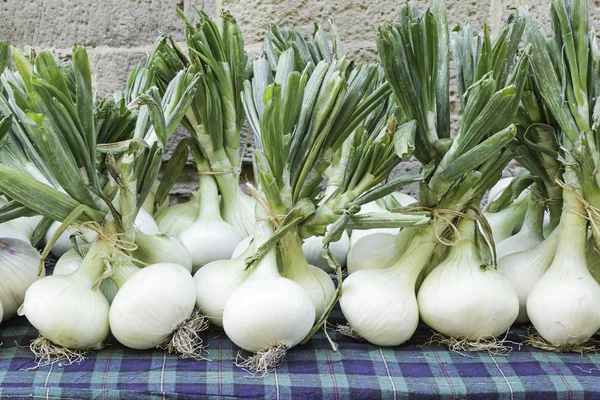 Große Zwiebeln — Stockfoto