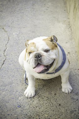 Bulldog köpek