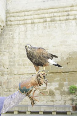 bulunduğu kartal