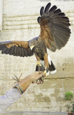 saldırıda kartal