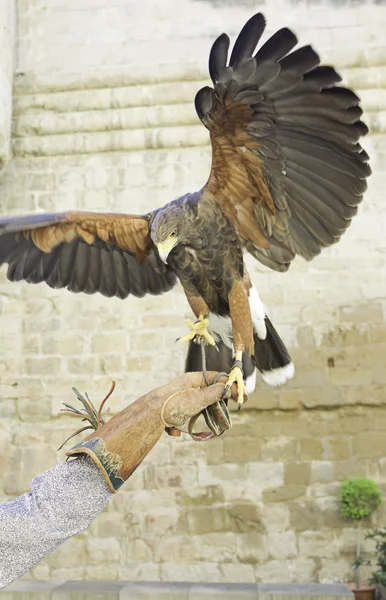 Aquila in attacco — Foto Stock