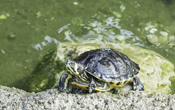Turtles in pond — Stock Photo, Image
