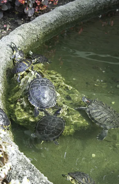 Vatten sköldpaddor — Stockfoto
