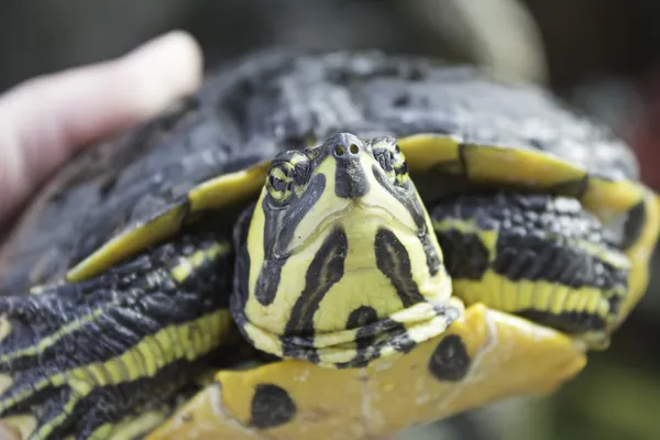 Grüne Schildkröte — Stockfoto