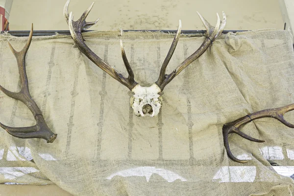 Skull and horns of deer