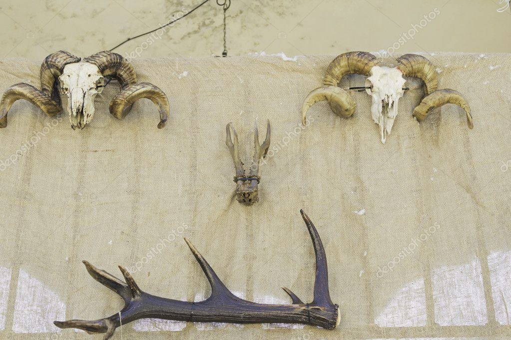 Animal heads and horns — Stock Photo © celiafoto 30047831