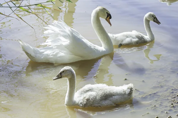 Aile Kuğu — Stok fotoğraf