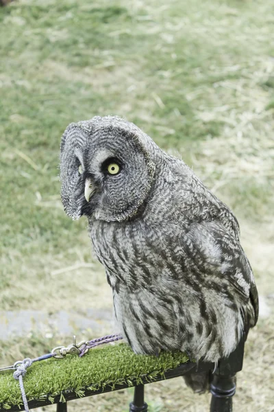 Owl with large plumage — Stock Photo, Image