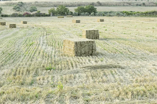 Bales in Field — Stock Photo, Image