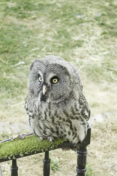Owl hunting — Stock Photo, Image