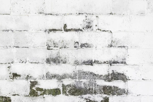 Moldy walls — Stock Photo, Image