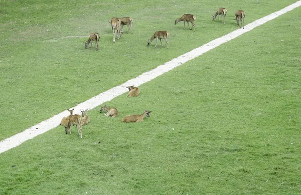 Deer Herd — Stock Photo, Image