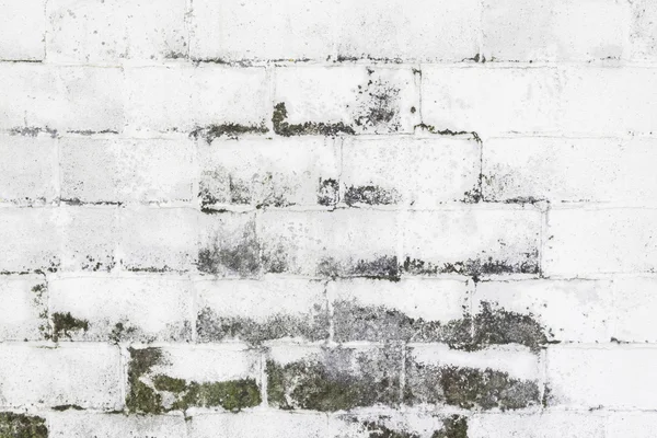 Mögliga väggarna — Stockfoto