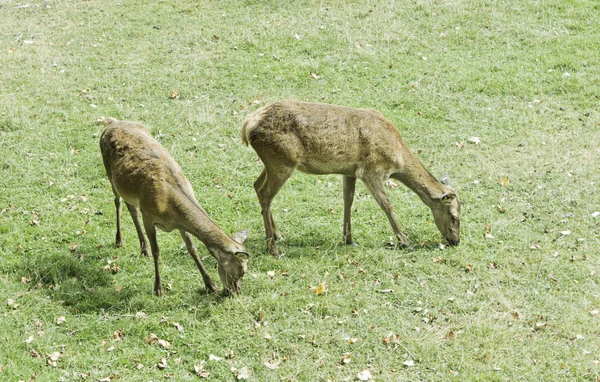 Deer in nature — Stock Photo, Image