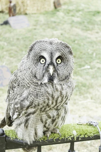 Owl showy — Stock Photo, Image