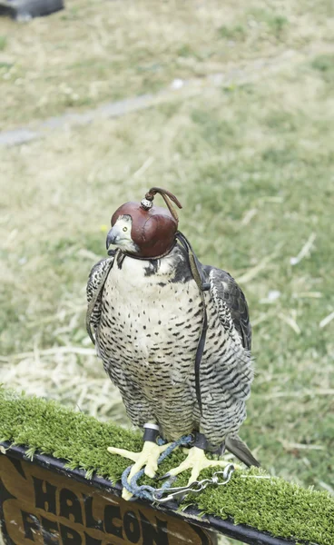 Aquila piccola preda — Foto Stock