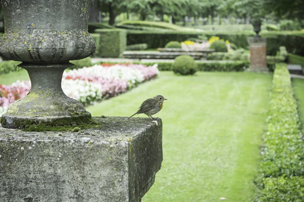 Sparrow na kámen — Stock fotografie