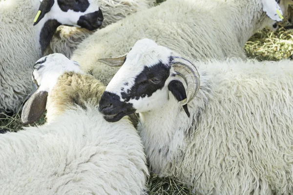 Goats family — Stock Photo, Image