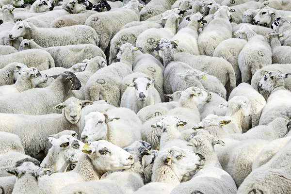 Commune of sheep — Stock Photo, Image