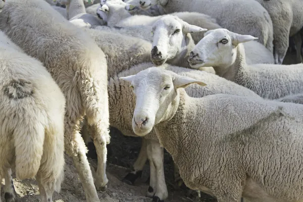Овцы идут по ферме — стоковое фото
