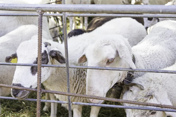 Ovce zamčený — Stock fotografie
