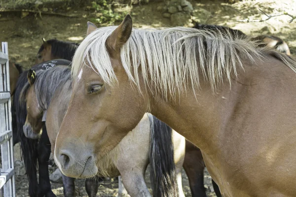 Horses stallions — Stock Photo, Image