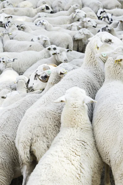 Κοπάδι πρόβατα αγρόκτημα — Φωτογραφία Αρχείου