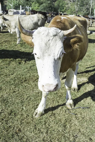 棕色的奶牛农场 — 图库照片
